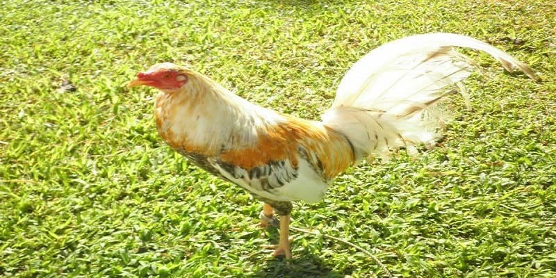 Thông tin mới nhất hiện nay