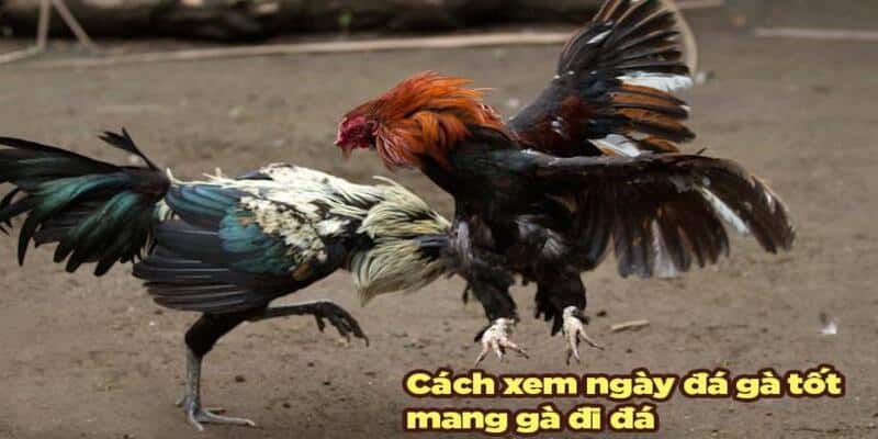 Khái niệm về coi ngày đá gà 